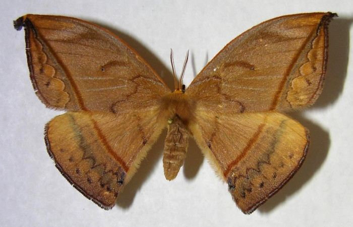 Figura. 14 Adulto <i>Oxytenis albilunulata</i>, (Saturniidae), posición vista dorsal  entero. (06-SRNP-65648-DHJ361362).