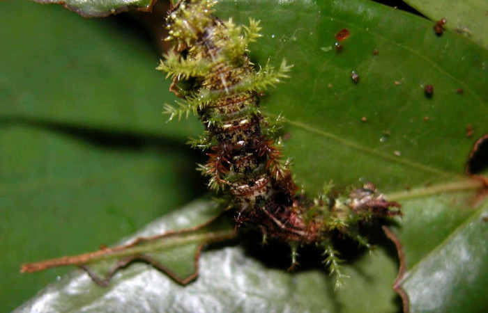 Figura. 15 Larva <i>Adelpha erymanthis</i>, (Nymphalidae), posición dorsal entero  alimentándose en <i>Satyria Panerensis</i>, (Ericaceae). (04-SRNP-55586-DHJ402067.jpg).