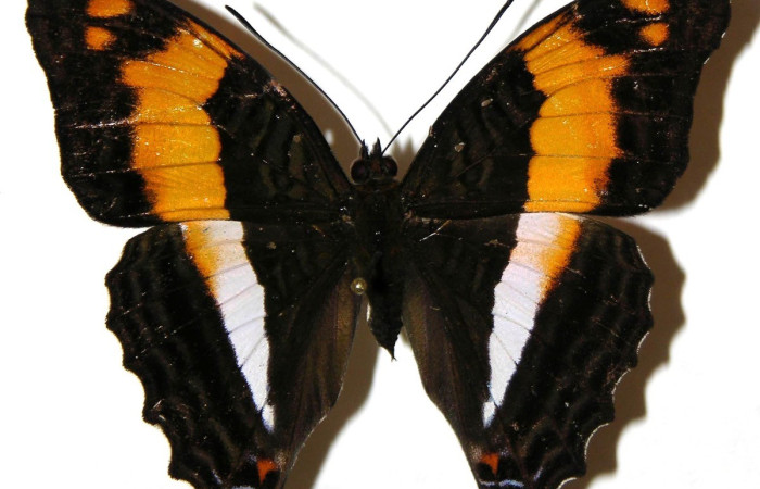 Figura. 16 Adulto <i>Adelpha erymanthis</i>, (Nymphalidae), posición vista dorsal  entero. (04-SRNP-55586-DHJ308108).