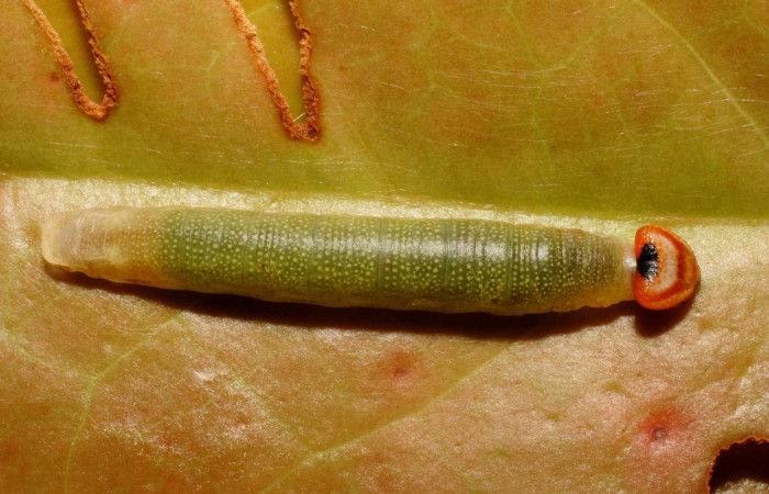 Figura. 17 Larva <i>Potamanaxas confusa</i>, (Hesperiidae), posición dorsal entero  alimentándose en <i>Satyria Panerensis</i>, (Ericaceae). (07-SRNP-65901-DHJ435321.jpg).