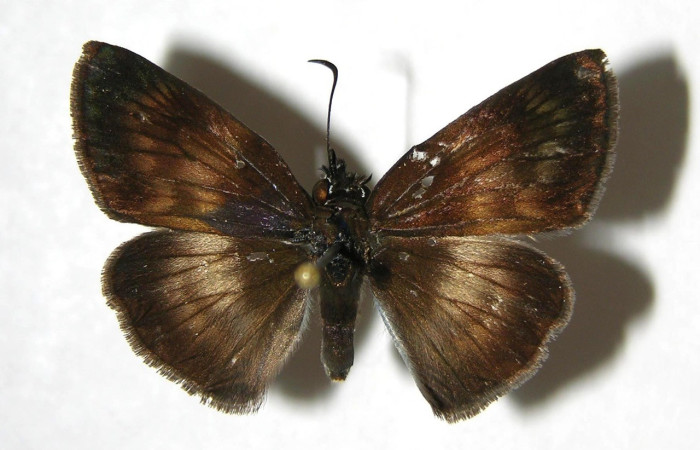 Figura. 18 Adulto <i>Potamanaxas confusa</i>, (Hesperiidae), posición vista dorsal  entero. (07-SRNP-65900-DHJ382882).