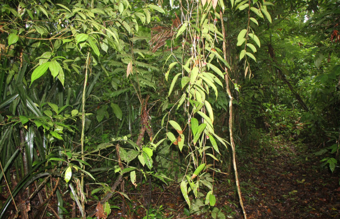 Figura. 1 Habitad, <i>Satyria panurensis</i>, (Ericaceae). Area de Conservación Guanacaste, Sector Rincón  Rain Forest, Estación Leiva selva. Sendero Jacobo (elevación 461 metros), colectada el 11 de octubre  2024. Foto, Jorge Hernández.