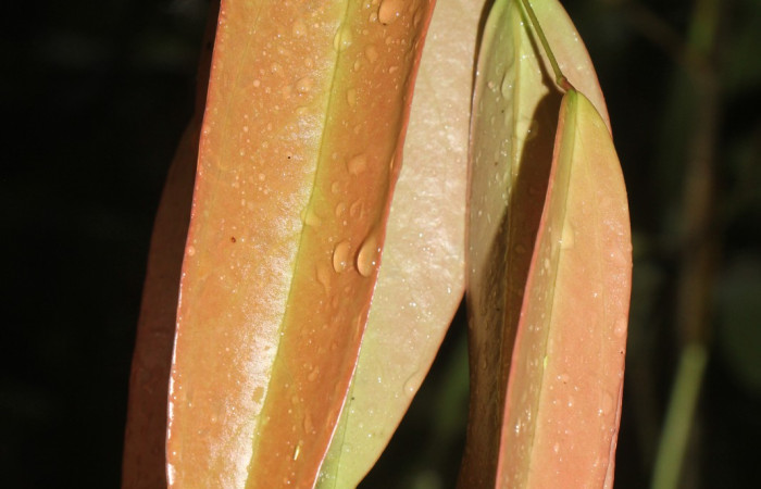 Figura. 3 Hojas nuevas, <i>Satyria panurensis</i>, (Ericaceae). Area de Conservación Guanacaste, Sector Rincón  Rain Forest, Estación Leiva. Sendero Jacobo, (elevación 461 metros), colectada el 11 de octubre  2024. Foto. Jorge Hernández.