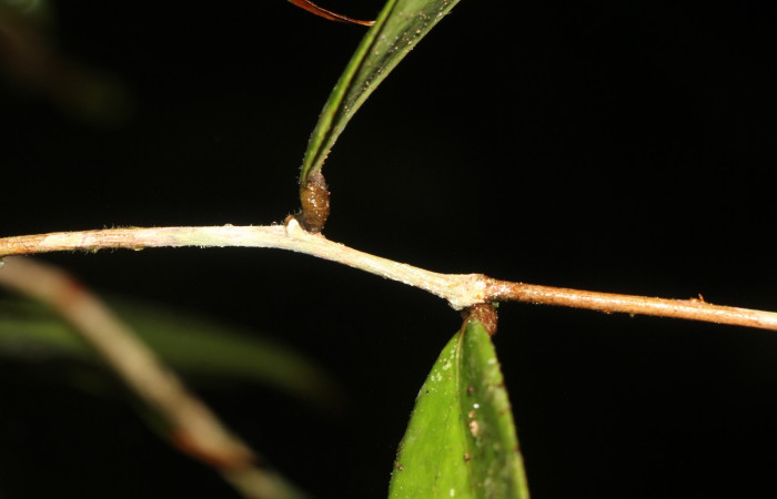 Figura. 4 Hojas posición, <i>Satyria panurensis</i>, (Ericaceae). Area de Conservación Guanacaste, Sector Rincón  Rain Forest, Estación Leiva. Sendero Jacobo, (elevación 461 metros), colectada el 11 de octubre  2024. Foto, Jorge Hernández.
