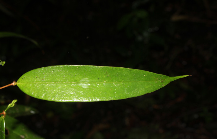 Figura. 5 Hoja haz, <i>Satyria panurensis</i>, (Ericaceae). Area de Conservación Guanacaste, Sector Rincón  Rain Forest, Estación Leiva. Sendero Jacobo, (elevación 461 metros), colectada el 11 de octubre  2024. Foto. Jorge Hernández.
