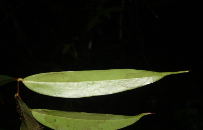 Figura. 6 Hoja envés, <i>Satyria panurensis</i>, (Ericaceae). Area de Conservación Guanacaste, Sector Rincón  Rain Forest, Estación Leiva. Sendero Jacobo, (elevación 461 metros), colectada el 11 de octubre  2024. Foto, Jorge Hernández.