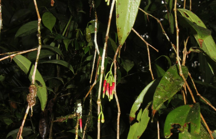 Figura. 7 flores en ramal, <i>Satyria panurensis</i>, (Ericaceae). Area de Conservación Guanacaste, Sector Rincón  Rain Forest, Estación Leiva. Sendero Jacobo, (elevación 461 metros), colectada el 11 de octubre  2024. Foto, Jorge Hernández.