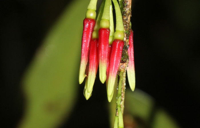 Figura. 8 botón floral, <i>Satyria panurensis</i>, (Ericaceae). Area de Conservación Guanacaste, Sector Rincón  Rain Forest, Estación Leiva. Sendero Jacobo, (elevación 461 metros), colectada el 11 de octubre 2024. Foto. Jorge Hernández.