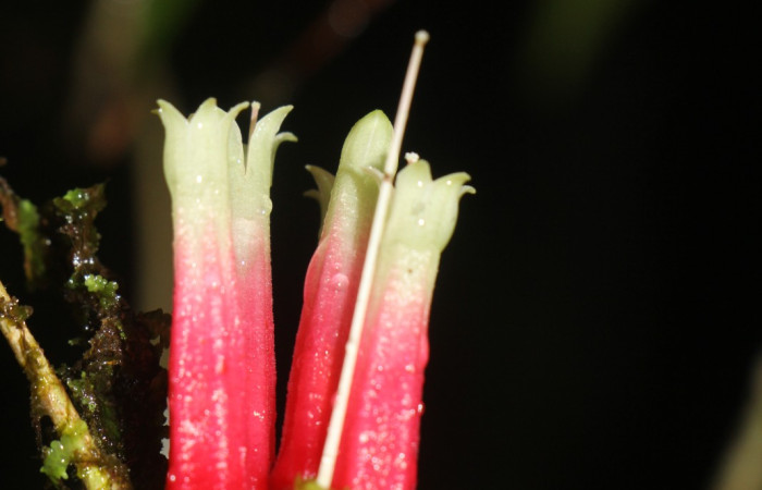 Figura.9 flor lateral, <i>Satyria panurensis</i>, (Ericaceae). Area de Conservación Guanacaste, Sector Rincón  Rain Forest, Estación Leiva. Sendero Jacobo, (elevación 461 metros), colectada el 11 de octubre 2024. Foto. Jorge Hernández.