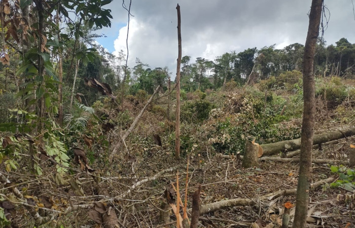 Marzo 2025  Palmares de Santa Cecilia, La Cruz Guanacaste  Foto: BCAF-ACG