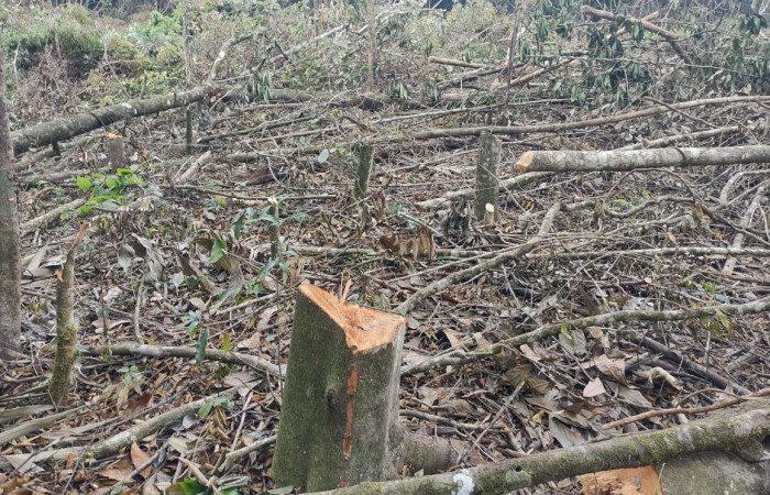 Marzo 2025  Palmares de Santa Cecilia, La Cruz Guanacaste  Foto: BCAF-ACG