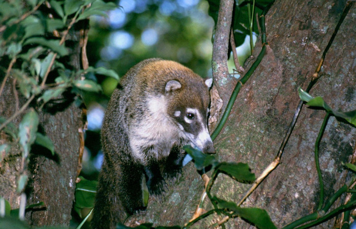 Fauna del ACG - Área de Conservación Guanacaste