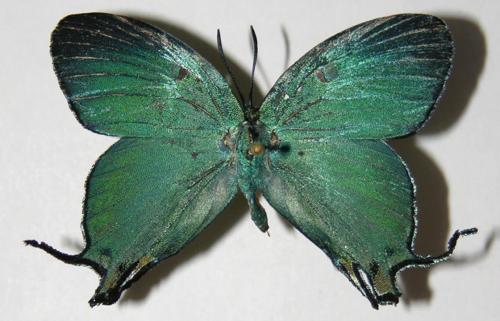 Figura 12. Adulto <i>Arcas cypria</i> (Lycaenidae), posición dorsal. Áre de Conservación Guanacaste, Sector Santa Rosa. 06-SRNP-30623-DHJ334932.