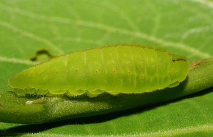 Figura 11. Larva <i>Arcas cypria</i> (Lycaenidae). Posición lateral entero en la hoja de la planta <i>Luehea seemannii</i> (Malvaceae). 08-SRNP-31986-DHJ440822.jpg.