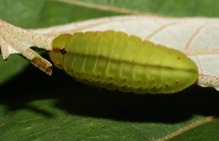 Figura 2. Larva <i>Arcas gozmanyi</i> (Lycaenidae). Posición dorsal entero en la hoja de la planta <i>Hampea appendiculata</i> (Malvaceae). 10-SRNP-35334-DHJ473695.jpg.