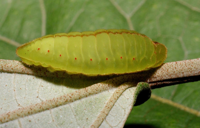 Figura 3. Larva <i>Arcas gozmanyi</i> (Lycaenidae). Posición lateral entero en la hoja de la planta <i>Hampea appendiculata</i> (Malvaceae). 10-SRNP-35334-DHJ473696.jpg.