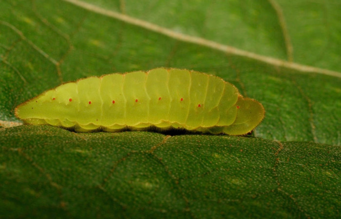 Figura 6. Larva <i>Arcas gozmanyi</i> (Lycaenidae). Posición lateral entero en la hoja de la planta <i>Hampea appendiculata</i> (Malvaceae). 10-SRNP-35334-DHJ473701.jpg.