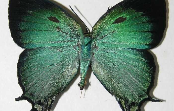 Figura 1. Adulto <i>Arcas gozmanyi</i> (Lycaenidae), posición dorsal. Área de Conservación Guanacaste, Sector Santa Rosa. 10-SRNP35334DHJ526196