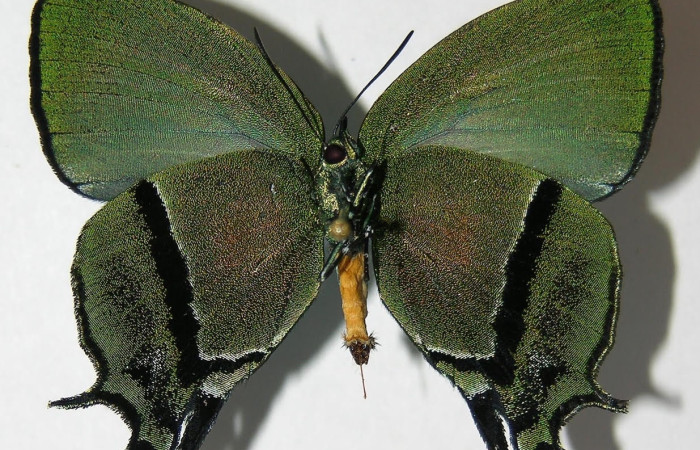 Figura 10. Adulto <i>Arcas gozmanyi</i> (Lycaenidae), posición ventral. Áre de Conservación Guanacaste, Sector Santa Rosa. 10-SRNP-35334-DHJ526197.