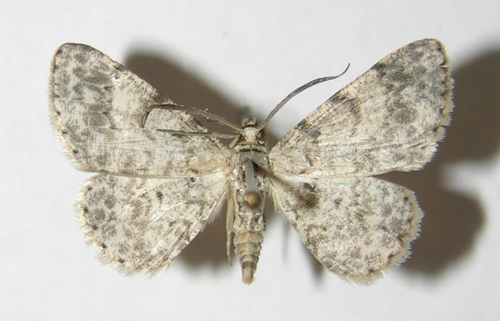 (Fig. 7) Adulto <i>Physocleora</i> pauperDHJ01, vista dorsal, (Macho) en alas abiertas mide 24 mm.   Voucher 05-SRNP-24262-DHJ330420