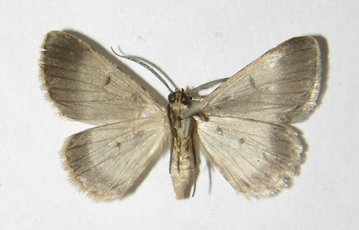 (Fig. 8) Adulto <i>Physocleora</i> pauperDHJ01, vista ventral, (Macho) en alas abiertas mide 24 mm.   Voucher 05-SRNP-24262-DHJ330421.