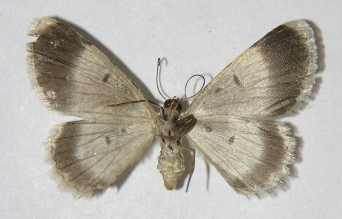 (Fig. 10) Adulto <i>Physocleora</i> pauperDHJ01, vista ventral, (hembra) en alas abiertas mide 26 mm.  Voucher 05-SRNP-41610-DHJ326225