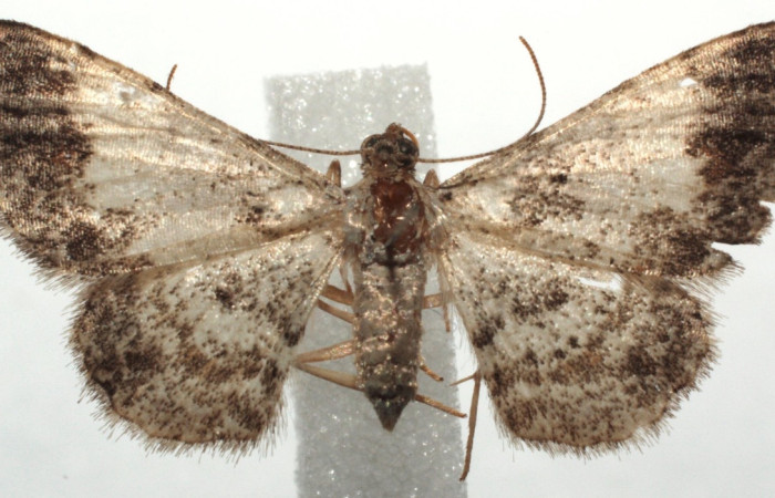 (Fig,14) Adulto [i[Physocleora</i> taeniataDHJ01, vista dorsal, (hembra) en alas abiertas mide 20 mm. Voucher 14-SRNP-104820-DHJ681837.jpg.