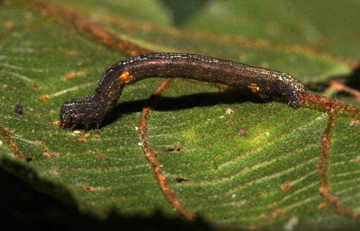 (Fig. 2) Larva <i>Physocleora</i> pauperDHJ01, en tercer estadio, vista lateral entero, con 24mm de largo. Voucher 19-SRNP-30071-DHJ748670.jpg.