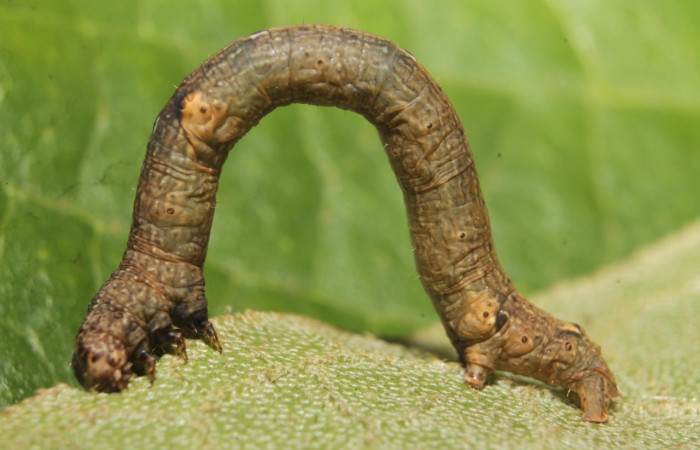 (Fig,11) Larva <i>Physocleora</i> pauper, familia Geometridae en penultimo estadio, imagen de Estación Biológica Botarrama, con 30 mm de largo, vista lateral entero. Voucher 19-SRNP-45825-DHJ719791.jpg