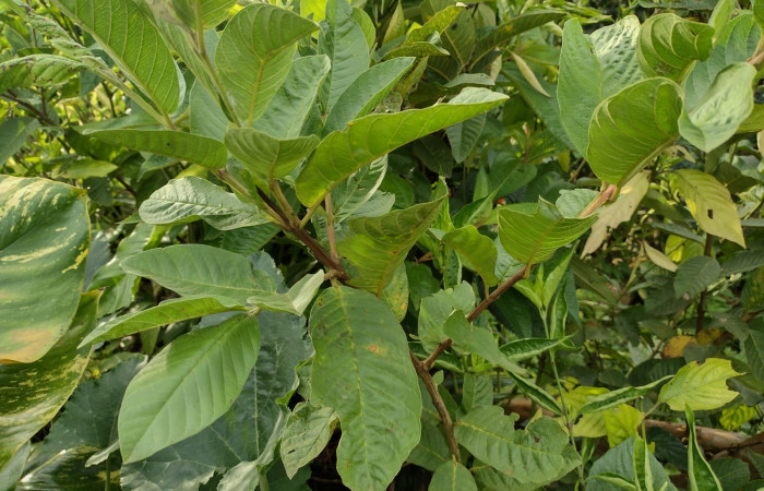 (Fig. 6). Planta hospedera. <i>Psidium guajava</i> (introducido), es una de las especies donde se alimenta larva <i>Physocleora</i> pauperDHJ01. familia (Myrtaceae) Creciendo Finca Esmeralda foto tomada 03/26/2025 Cirilo Umaña D.                                                                                                                     