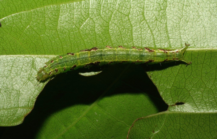 Figura 3. Larva <i>Dyomyx cimola</i> (Erebidae), en último estadío (U), vista dorsal, localidad Loaiciga Sector Pitilla ACG (445m). Voucher: 08-SRNP-31321-DHJ440121.jpg
