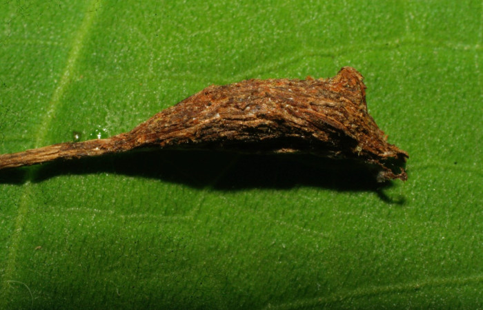 Figura 7. Capullo de <i>Dyomyx cimola</i> (Erebidae), mostrando parte dorsal, localidad Loaiciga Sector Pitilla ACG (445m). Voucher: 08-SRNP-31325-DHJ440136.jpg