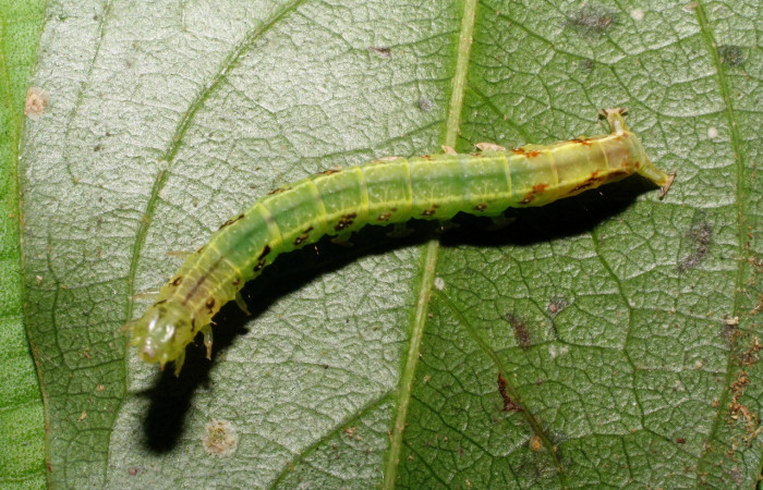 Figura 5. Larva <i>Dyomyx cimola</i> (Erebidae), en último estadío (U), vista dorsal, localidad Loaiciga Sector Pitilla ACG (445m). Voucher: 08-SRNP-31367-DHJ440286.jpg
