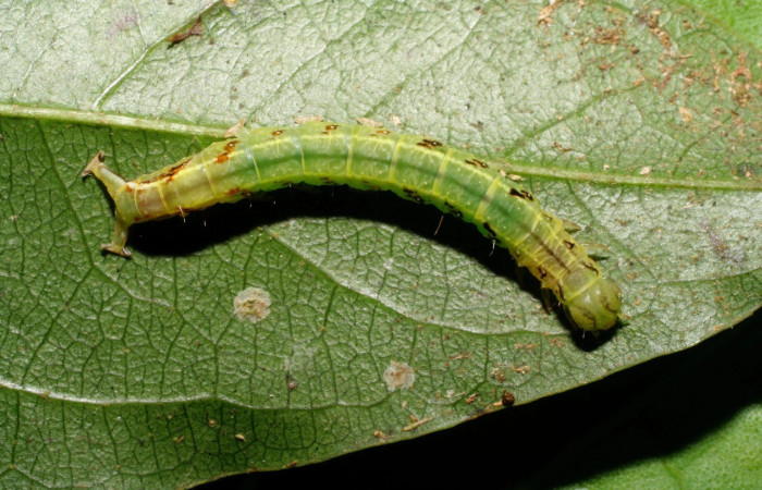 Figura 6. Larva <i>Dyomyx cimola</i> (Erebidae), en último estadío (U), vista dorsal, localidad Loaiciga Sector Pitilla ACG (445m). Voucher: 08-SRNP-31367-DHJ440287.jpg
