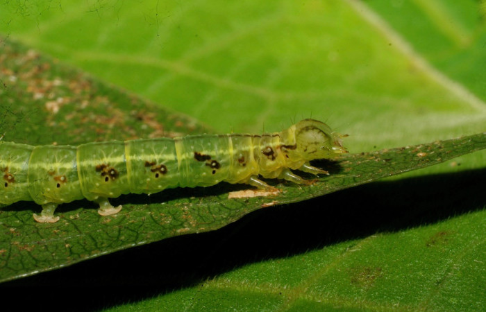 Figura 2. Larva <i>Dyomyx cimola</i> (Erebidae), en último estadío (U), vista lateral, localidad Loaiciga Sector Pitilla ACG (445m). Voucher: 08-SRNP-31367-DHJ440289.jpg
