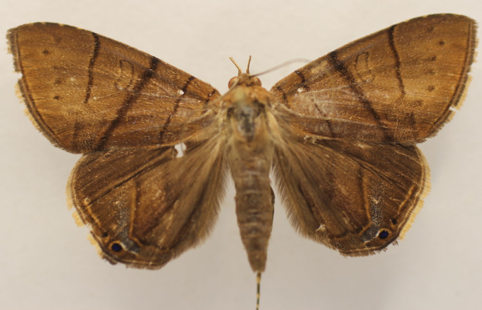 Figura 10. Adulto de <i>Dyomyx inferior</i> (Erebidae), macho vista dorsal, localidad Tangelo Sector Del Oro ACG (410m). Voucher: 18-SRNP-20585-DHJ953934.jpg.
