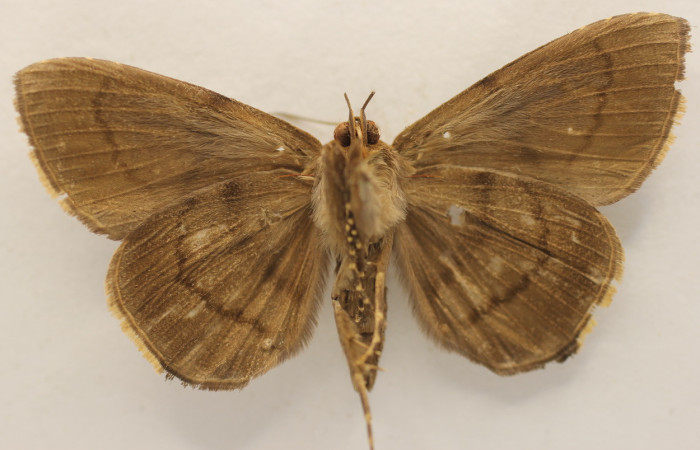 Figura 11. Adulto de <i>Dyomyx inferior</i> (Erebidae), macho vista ventral, localidad Tangelo Sector Del Oro ACG (410m). Voucher: 18-SRNP-20585-DHJ953935.jpg.