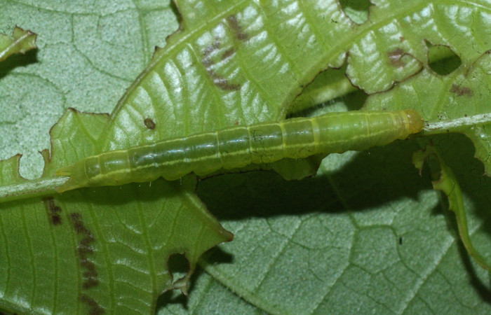 Figura 8. Larva de <i>Dyomyx inferior</i> (Erebidae).mostrando parte dorsal, localidad Tangelo Sector Del Oro ACG (410m). Voucher: 18-SRNP-20586-DHJ711383.jpg
