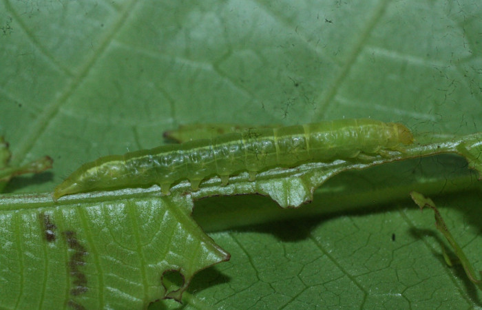 Figura 9. Larva de <i>Dyomyx inferior</i> (Erebidae), mostrando parte lateral, localidad Tangelo Sector Del Oro ACG (410m). Voucher: 118-SRNP-20586-DHJ711384.jpg