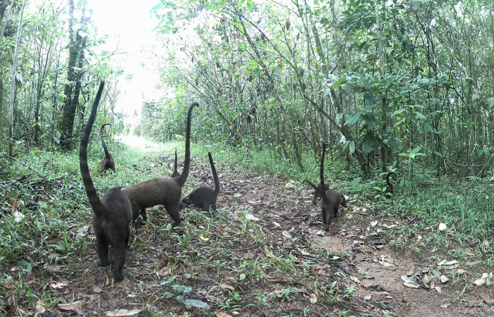 Figura. 2. Manada de Pizotes <i>Nasua narica</i> (Procyonidae), foto captada por cámara trampa, 22 Agosto 2022, en Estación Biológica Quica, Sector Pitilla Area de Conservación Guanacaste (ACG) (470m).  