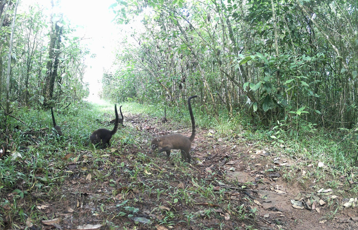 Figura. 1. Pizotes <i>Nasua narica</i> (Procyonidae), foto captada por cámara trampa, 22 Agosto 2022, en Estación Biológica Quica, Sector Pitilla Area de Conservación Guanacaste (ACG) (470m).  