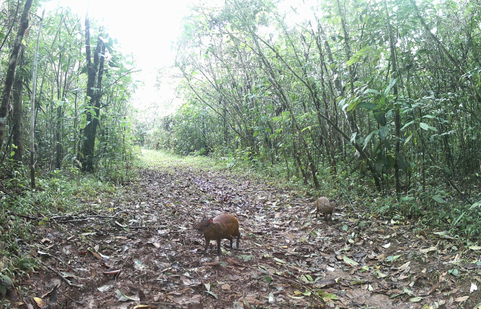 Figura. 3. <i>Dasyprocta punctata</i> (Dasyproctidae), foto captada por cámara trampa, 04 Febrero 2023, en Estación Biológica Quica, Sector Pitilla Area de Conservación Guanacaste (ACG) (470m).  