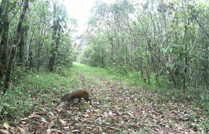 Figura. 2. <i>Dasyprocta punctata</i> (Dasyproctidae), foto captada por cámara trampa, 27 Junio 2023, en Estación Biológica Quica, Sector Pitilla Area de Conservación Guanacaste (ACG) (470m).  