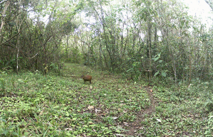 Figura. 5. <i>Dasyprocta punctata</i> (Dasyproctidae), foto captada por cámara trampa, 03 Marzo 2023, en Estación Biológica Quica, Sector Pitilla Area de Conservación Guanacaste (ACG) (470m).  