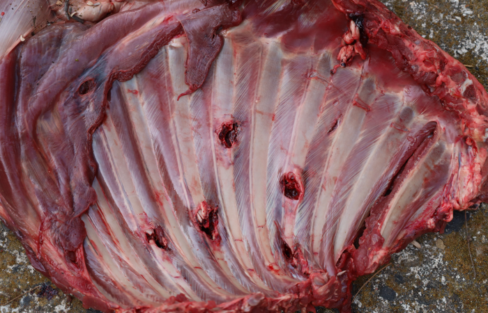 Sector Pocosol, Parque Nacional Guanacaste  1 de abril 2025  Foto: Brigada de Control y Aprovechamiento Forestal (BCAF.PSA)