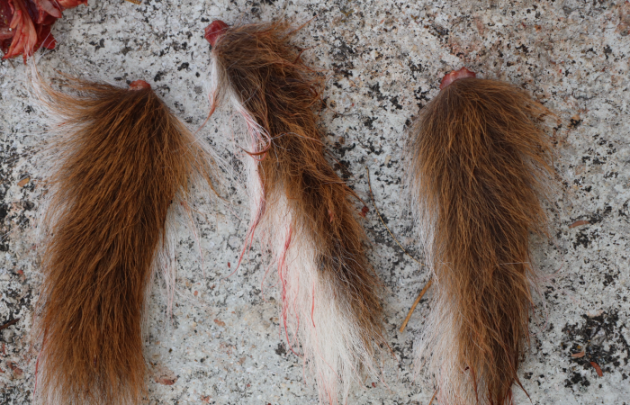 Sector Pocosol, Parque Nacional Guanacaste  1 de abril 2025  Foto: Brigada de Control y Aprovechamiento Forestal (BCAF.PSA)