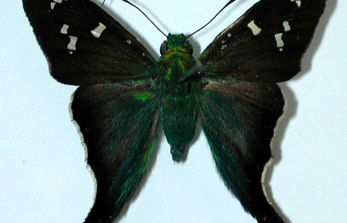 Fig. 11 Adulto  <i>Ectomis kanshul </i> (Hesperiidae), vista dorsal macho mide 24mm. Casa Potrero Grande, Sector Santa Elena, 02-SRNP-2997-DHJ38806.