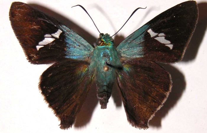 Fig. 12 Adulto <i>Ectomis pervivax</i> (Hesperiidae), vista dorsal macho mide 24mm. Casa Potrero Grande, Sector Santa Elena, 03-SRNP-599-DHJ36812