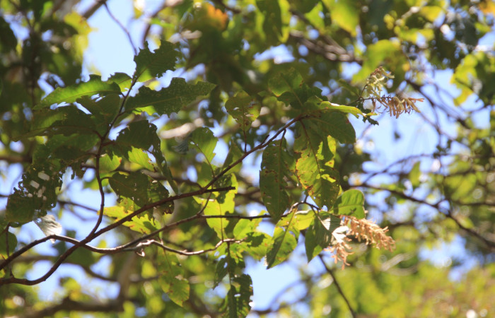 Fig. 14 Fruto y hojas <i>Triplaris melaenodendron</i> (Polygonaceacea), mide 20mts. Ojochal, Sector Santa Elena, 675m. Foto R.Moraga.