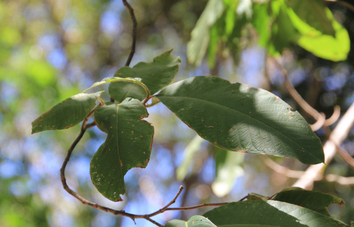 Fig. 16 hojas <i>Triplaris melaenodendron</i> (Polygonaceacea), mide 20mts. Ojochal, Sector Santa Elena, 675m. Foto R.Moraga.
